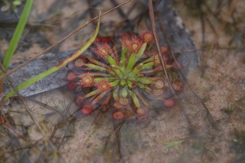 Drosera fulva (Drosera fulva)