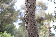Quercus suber