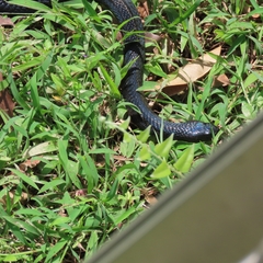 Naja sumatrana