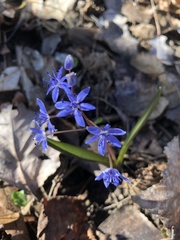 Scilla vindobonensis