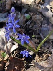 Scilla vindobonensis