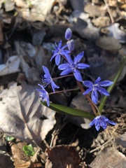 Scilla vindobonensis