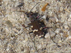 Cicindela hybrida