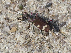 Cicindela hybrida