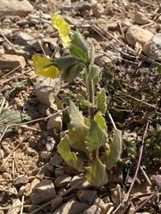Hyoscyamus