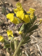 Hyoscyamus