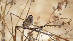 Emberiza pusilla