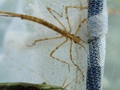 Atrocalopteryx atrata