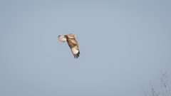 Buteo hemilasius