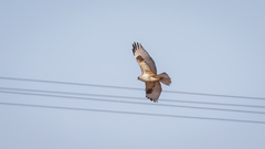 Buteo hemilasius