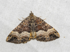 Chrysolarentia lucidulata