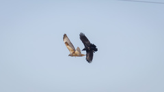 Buteo hemilasius