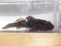 Odontobutis obscurus
