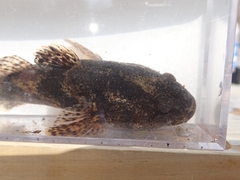 Odontobutis obscurus