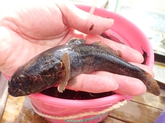 Odontobutis obscurus
