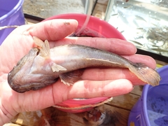 Odontobutis obscurus
