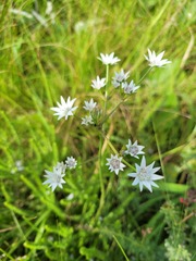 Alepidea peduncularis