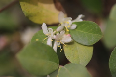 Lonicera pyrenaica