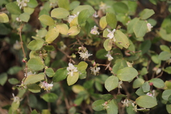 Lonicera pyrenaica