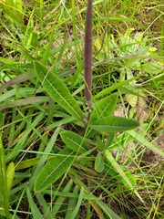 Raphionacme galpinii