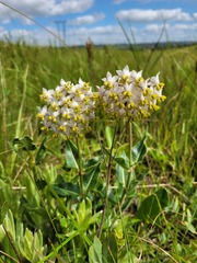 Asclepias albens