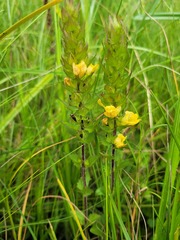 Alectra sessiliflora