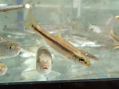 Rhynchocypris steindachneri