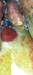 Pseudactinia flagellifera