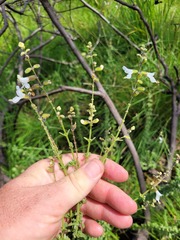 Syncolostemon parviflorus