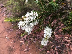 Melaleuca lanceolata