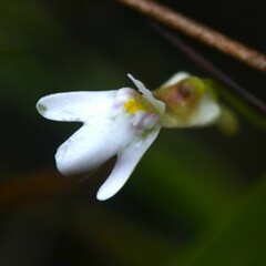 Utricularia kamienskii