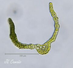 Grimmia