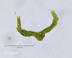 Grimmia