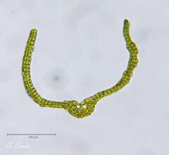Grimmia