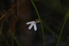 Utricularia kamienskii