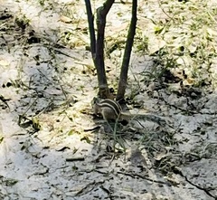 Funambulus pennantii