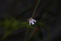 Utricularia kamienskii