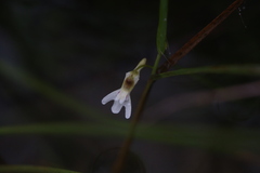 Utricularia kamienskii