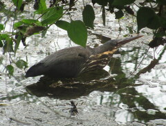 Ixobrychus flavicollis