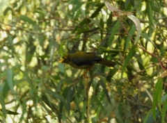 Manorina melanophrys