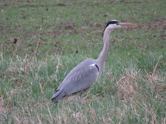 Ardea cinerea