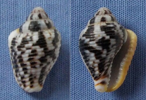 Merchant Dove Shell