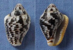 Columbella mercatoria