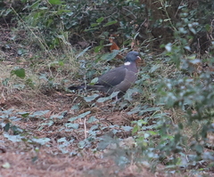 Columba palumbus