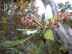 Comarostaphylis arbutoides