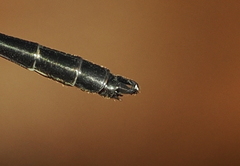 Lestoidea conjuncta