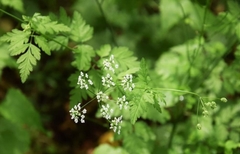 Chaerophyllum temulum