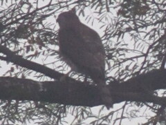Accipiter badius
