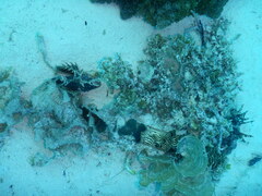 Tridacninae