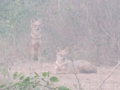 Canis aureus indicus